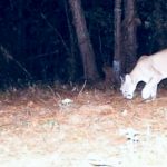 México demanda a compañías de armas de EU; te explicamos las razones del gobierno