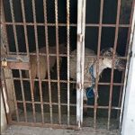 Van cinco calcinados por incendios forestales en Oaxaca; otro en Almolongas