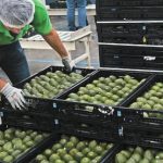 AMLO se solidariza con Sheinbaum por choque en el Metro, pide investigar acto premeditado