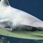 Úrsula Corberó entre la presión y el respeto con el “true Crime” de ‘El cuerpo en llamas’