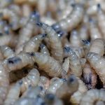 Influencer Valeria Márquez es asesinada en plena transmisión en vivo