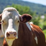 Flamazo en restaurante del zócalo de Oaxaca causó alarma