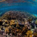 “Unidos contra la droga: México y Estados Unidos unen fuerzas para abordar el desafío del narcotráfico”